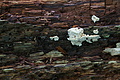 DSC05720 - Bernhard Saalfeld