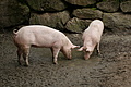 DSC05729 - Bernhard Saalfeld