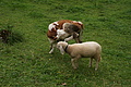 DSC05737 - Bernhard Saalfeld