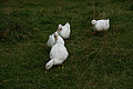 DSC05739 - Bernhard Saalfeld