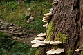 DSC05782 - Bernhard Saalfeld