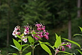 DSC05877 - Bernhard Saalfeld