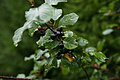 DSC05902 - Bernhard Saalfeld