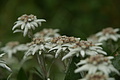 DSC05975 - Bernhard Saalfeld