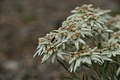 DSC05979 - Bernhard Saalfeld