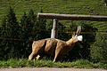 DSC06066 - Bernhard Saalfeld
