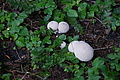 DSC06076 - Bernhard Saalfeld