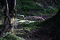 DSC06155 - Bernhard Saalfeld
