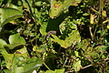 DSC06247 - Bernhard Saalfeld
