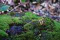 DSC06312 - Bernhard Saalfeld