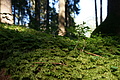 DSC06341 - Bernhard Saalfeld