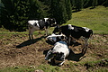 DSC06358 - Bernhard Saalfeld