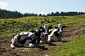 DSC06361 - Bernhard Saalfeld