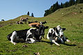 DSC06362 - Bernhard Saalfeld