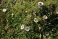 DSC06366 - Bernhard Saalfeld