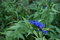 DSC06368 - Bernhard Saalfeld