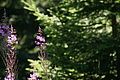 DSC06370 - Bernhard Saalfeld