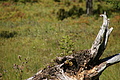 DSC06380 - Bernhard Saalfeld