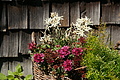 DSC06434 - Bernhard Saalfeld