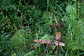 DSC06439 - Bernhard Saalfeld