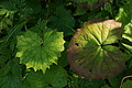 DSC06441 - Bernhard Saalfeld