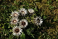 DSC06443 - Bernhard Saalfeld