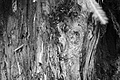 L1001265 - Bernhard Saalfeld