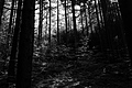 L1001268 - Bernhard Saalfeld