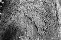 L1001270 - Bernhard Saalfeld