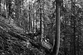 L1001271 - Bernhard Saalfeld