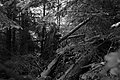 L1001273 - Bernhard Saalfeld