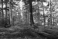 L1001278 - Bernhard Saalfeld