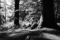 L1001281 - Bernhard Saalfeld