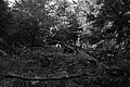 L1001282 - Bernhard Saalfeld