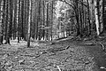 L1001310 - Bernhard Saalfeld