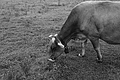 L1001352 - Bernhard Saalfeld