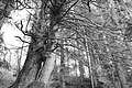 L1001358 - Bernhard Saalfeld