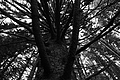 L1001361 - Bernhard Saalfeld
