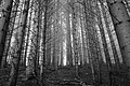L1001362 - Bernhard Saalfeld