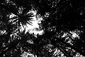 L1001363 - Bernhard Saalfeld
