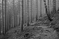 L1001365 - Bernhard Saalfeld