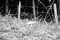 L1001368 - Bernhard Saalfeld