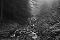 L1001379 - Bernhard Saalfeld