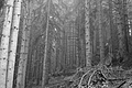 L1001413 - Bernhard Saalfeld