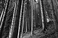 L1001414 - Bernhard Saalfeld