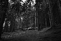 L1001416 - Bernhard Saalfeld