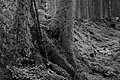 L1001418 - Bernhard Saalfeld