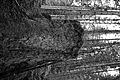 L1001419 - Bernhard Saalfeld