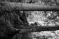 L1001436 - Bernhard Saalfeld
