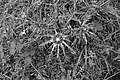 L1001452 - Bernhard Saalfeld